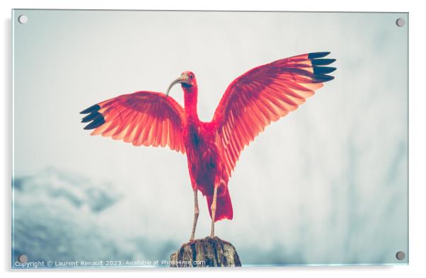 Majestic red bird, Scarlet Ibis Eudocimus ruber, outstretched re Acrylic by Laurent Renault