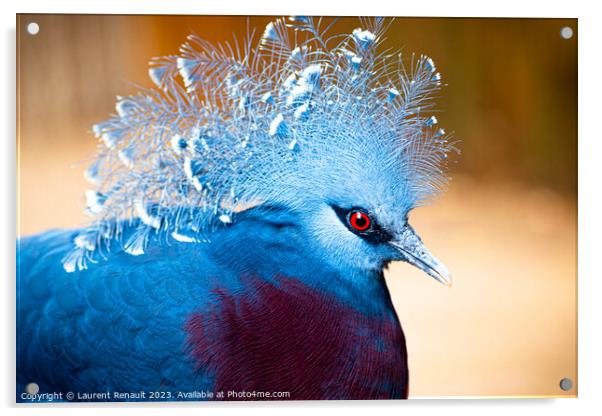 Victoria crowned-pigeon exotic bird. Photography taken in France Acrylic by Laurent Renault