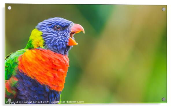 Rainbow Lorikeet parrot bird screaming, opening its beak wide. P Acrylic by Laurent Renault