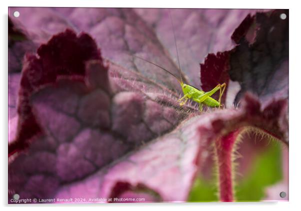 Small green grasshopper on a purple leaf of heuchere Acrylic by Laurent Renault