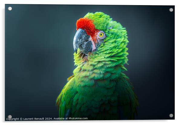 Photography taken of a posing Military macaw green parrot Acrylic by Laurent Renault