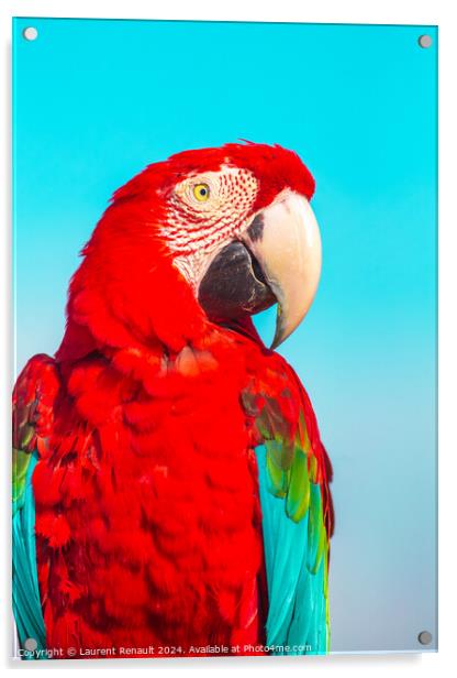 Red Scarlet macaw bird, vibrant colors photography Acrylic by Laurent Renault