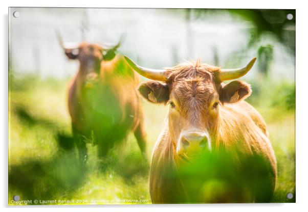 Two Salers cows cattle photographed in the nature Acrylic by Laurent Renault