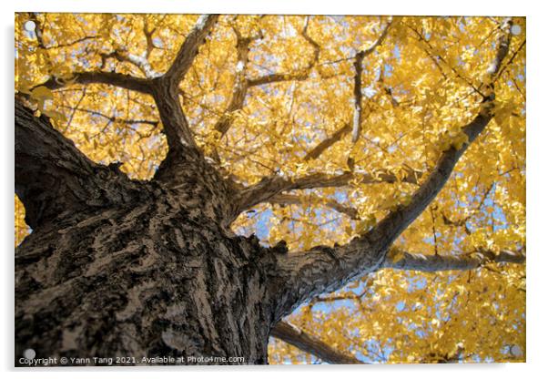 Beautiful yellow ginkgo biloba tree leaf in autumn season Acrylic by Yann Tang
