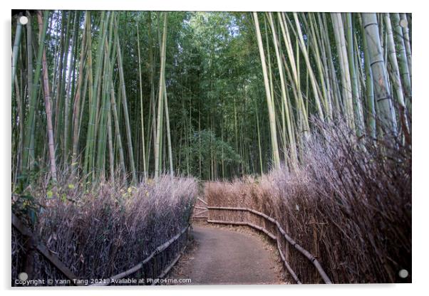 Arashiyama Bamboo Forest famous place in Kyoto Acrylic by Yann Tang