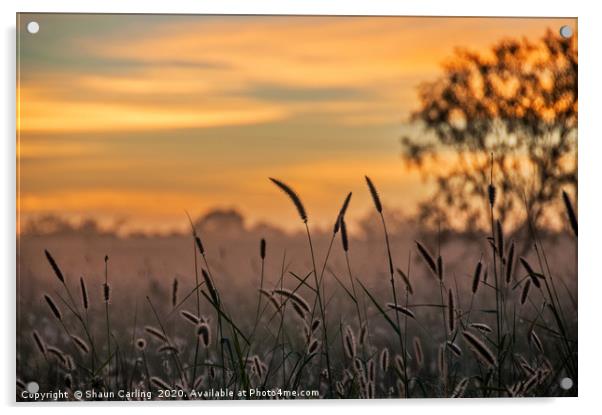 Australian Sunrise Acrylic by Shaun Carling