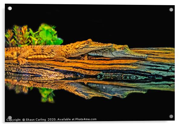 See You Later, Alligator Acrylic by Shaun Carling