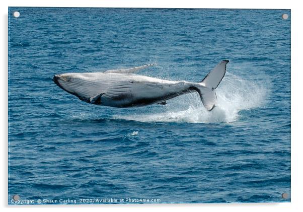 Baby Humpback Whale, Broaching Acrylic by Shaun Carling