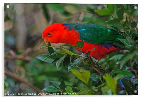 Australian King Parrot Acrylic by Shaun Carling