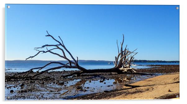 Tree On The Beach, Coochie Mudlo Island Acrylic by Shaun Carling
