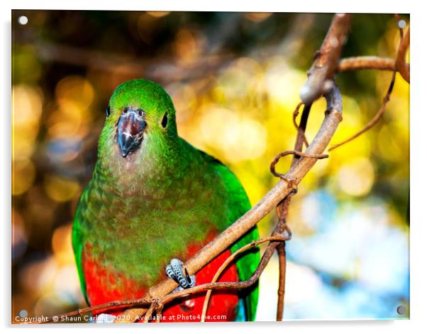 Female King Parrot Acrylic by Shaun Carling