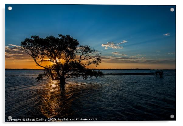 Sunset Over The Mangroves Acrylic by Shaun Carling