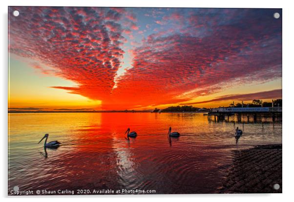 Bribie Island Sunset Acrylic by Shaun Carling