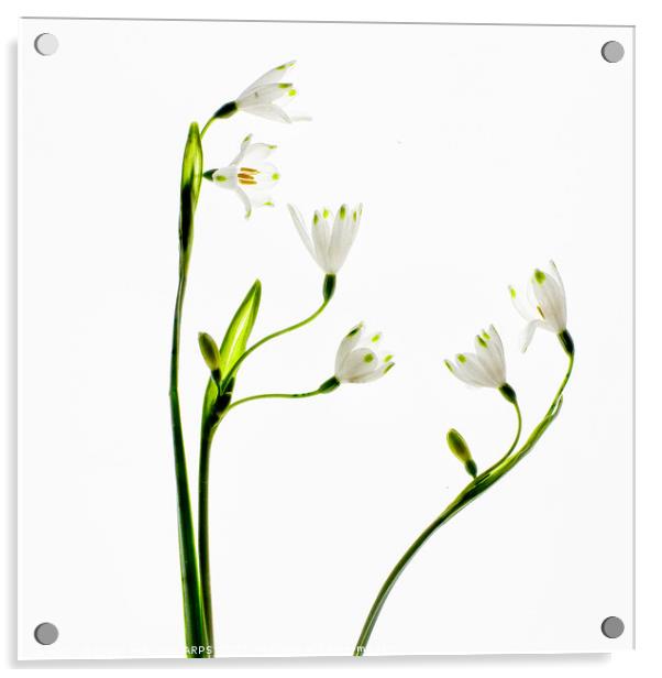 Spring Snowlake Acrylic by Eileen Wilkinson ARPS EFIAP