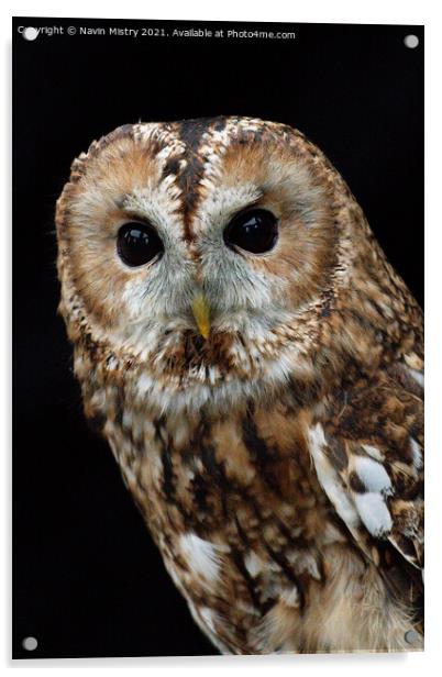 Portrait of a Tawny Owl Acrylic by Navin Mistry