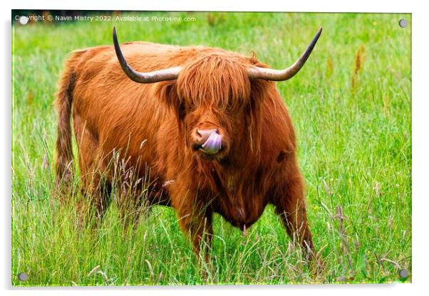 A highland cow sticks out its tongue ! Acrylic by Navin Mistry