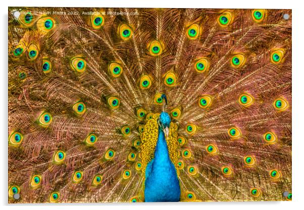 A Peacock displaying its train of feathers Acrylic by Navin Mistry
