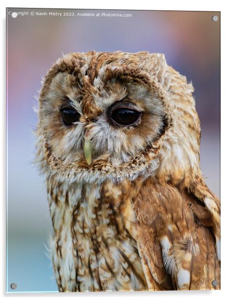 A close up of a Barn Owl Acrylic by Navin Mistry