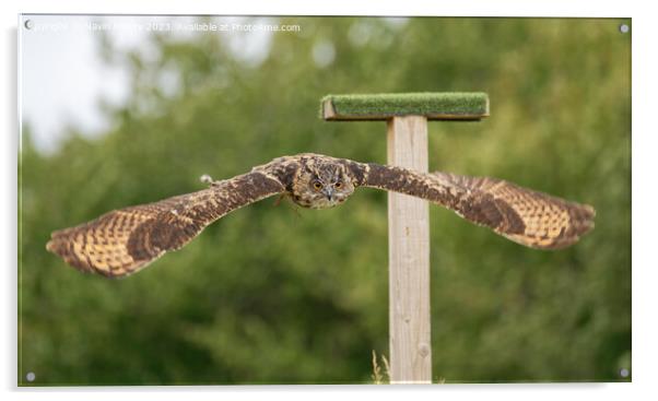 European Eagle Owl in Flight Acrylic by Navin Mistry