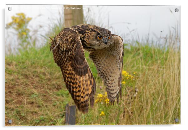 European Eagle Owl in Flight Acrylic by Navin Mistry