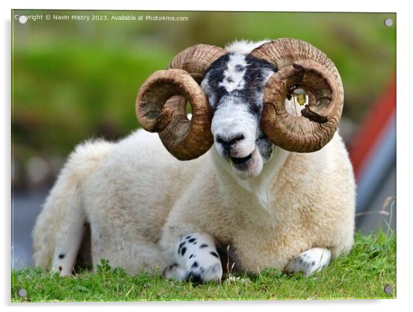 A Scottish Black Face Ram, Isle of Harris. Acrylic by Navin Mistry