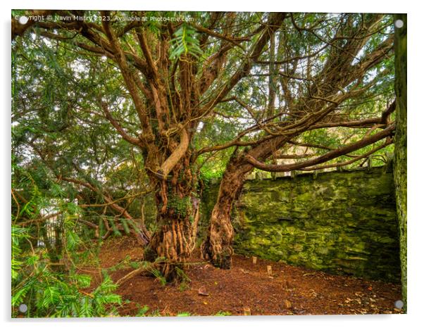 The Fortingall Yew, Oldest Tree in Europe  Acrylic by Navin Mistry
