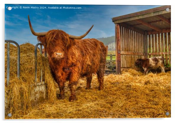 A highland Cow next to a pile of hay, Perthshire Acrylic by Navin Mistry