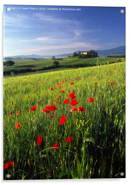 A Tuscan Farm House and Poppies, Val D'Orcia,  Acrylic by Navin Mistry