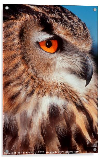 Portrait of a European Eagle Owl  Acrylic by Navin Mistry