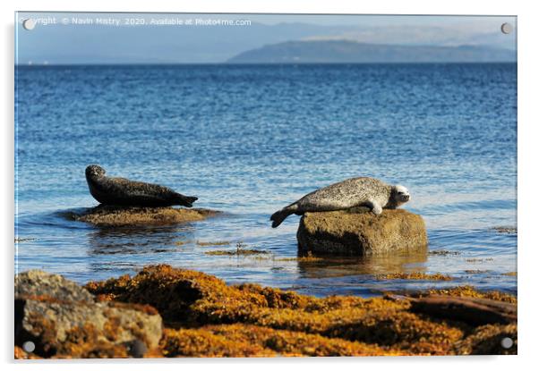 Seals relaxing in the sunshine, Isle of Arran, Sco Acrylic by Navin Mistry