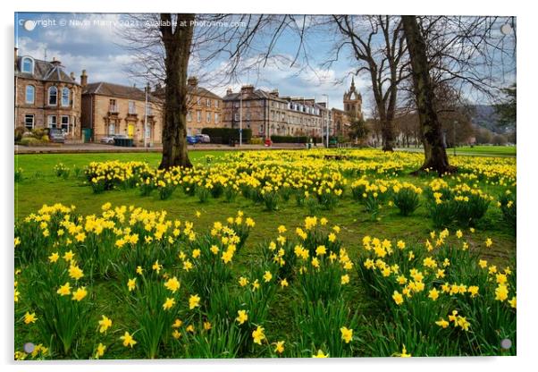 Spring Daffodils the South Inch, Perth, Scotland Acrylic by Navin Mistry