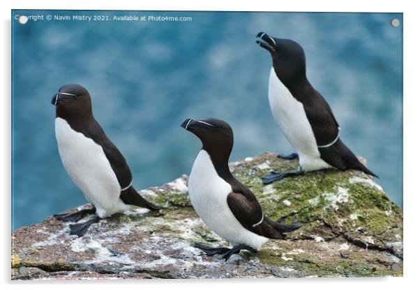 Razorbills or lesser Auk (Alca torda), seen on the Isle of May, Firth of Forth, Scotland Acrylic by Navin Mistry