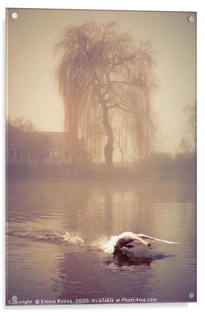 Swan landing in the mist at Bourne End, Bucks Acrylic by Emma Russo