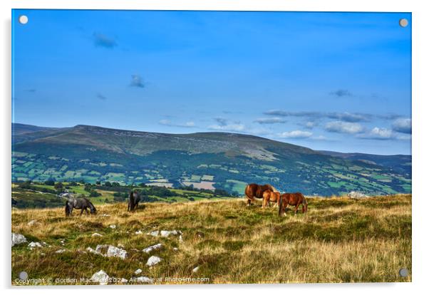 Wild Horses on the Brecon Beacons Acrylic by Gordon Maclaren