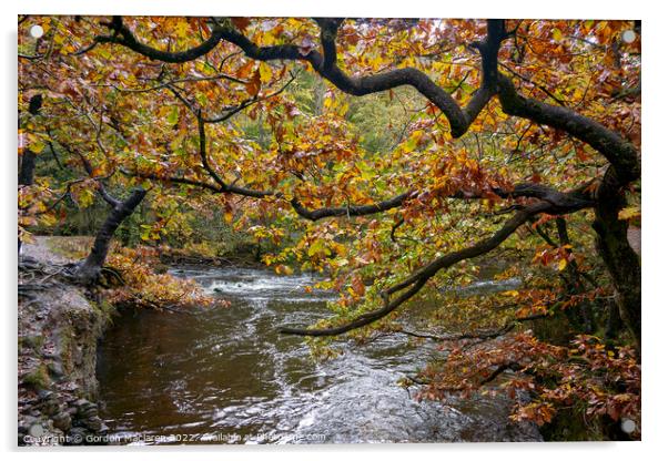 Autumn on the Afon Pyrddin, Pontneddfechan Acrylic by Gordon Maclaren