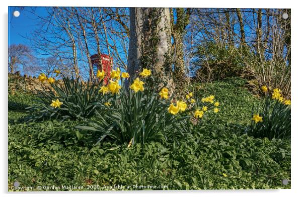 Welsh Daffodils Acrylic by Gordon Maclaren