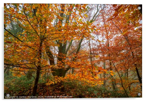 Fall Foliage Acrylic by Gordon Maclaren