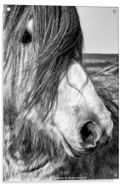 Portrait of a Wild Horse Acrylic by Gordon Maclaren