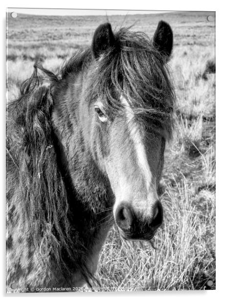 Black & White Equine Portrait Acrylic by Gordon Maclaren