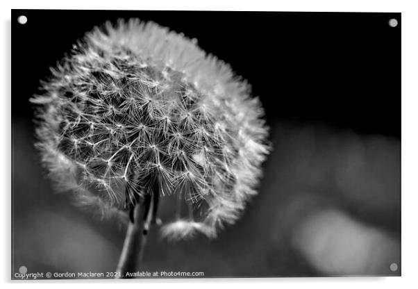 Taraxacum Rubicundum, Ruddy Dandelion Monochrome Acrylic by Gordon Maclaren
