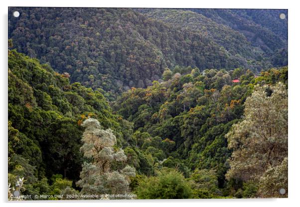Costa Rican forests. San Gerardo de Dota Acrylic by Marco Diaz