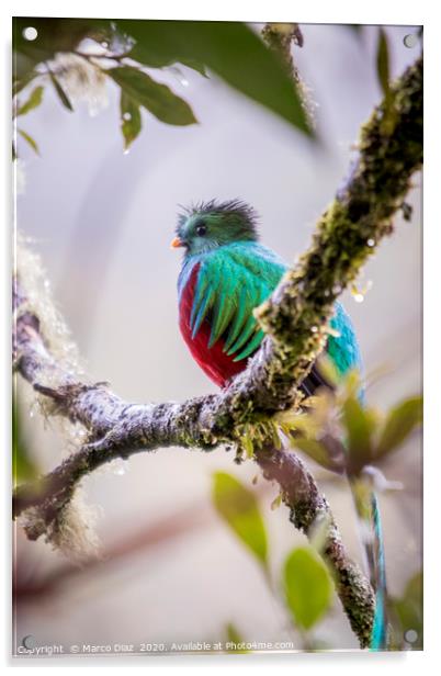 Resplendent quetzal, pharomachrus mocinno Acrylic by Marco Diaz