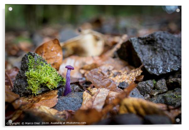 Small purple mushroom, Costa Rica Acrylic by Marco Diaz