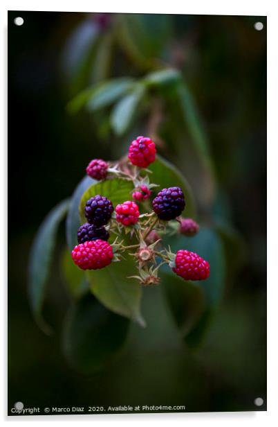 Wild blackberries Acrylic by Marco Diaz