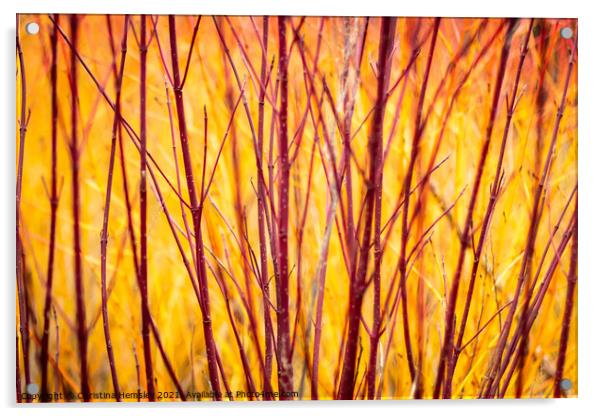 SIberian dogwood resembles fire Acrylic by Christina Hemsley