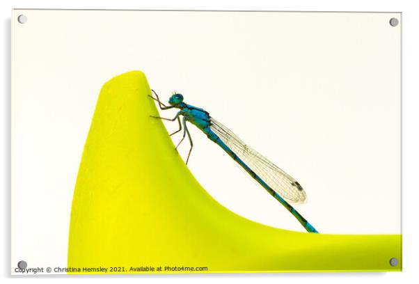 Blue dragonfly on a sippy cup - a Common Blue Damselfly Acrylic by Christina Hemsley