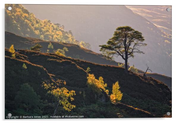 Pine and Birch Trees in Autumn Glen Strathfarrar  Acrylic by Barbara Jones