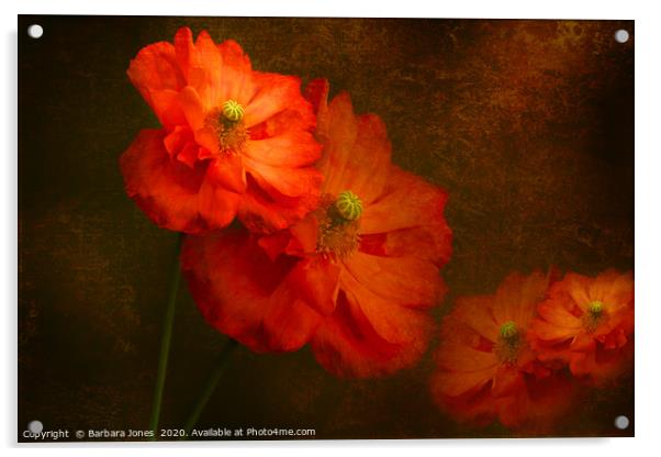 Vibrant Spanish Poppies in Bloom Acrylic by Barbara Jones