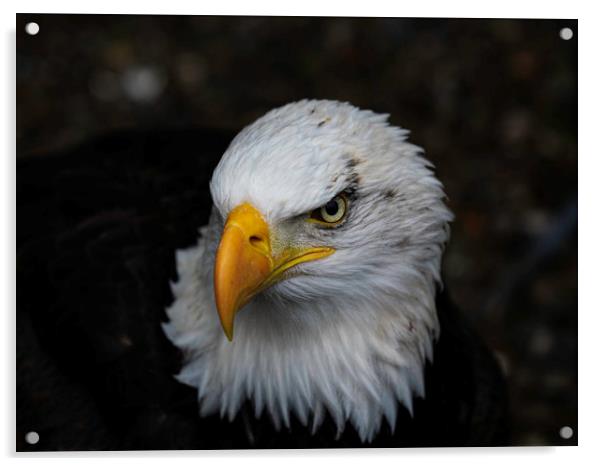 Portrait of a Bald Eagle Acrylic by Emma Dickson