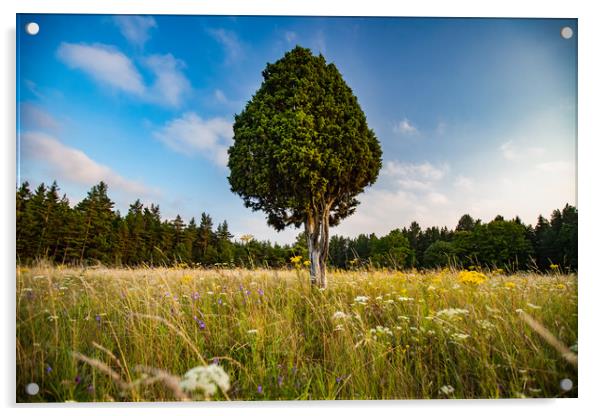 Lonely juniper tree on the meadow. Acrylic by Alexey Rezvykh